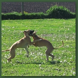 The Whippet Dance