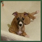 The Amazing Trampoline Puppy!